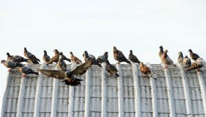 Services TEH | anti-pigeons