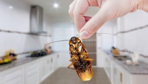 Services TEH | desinsectisation