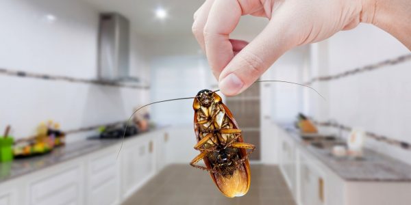 Service - Désinsectisation