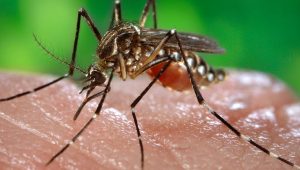 Services TEH | demoustication