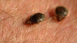 Services TEH | punaises-de-lits