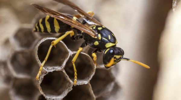 Service - Guêpes et Frelons